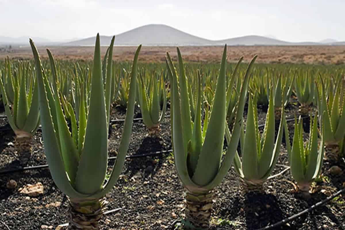 ما الصوره التي تظهر نباتات شائعه في الصحراء