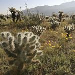 أسماء نباتات تعيش في الصحراء ومواصفاتها
