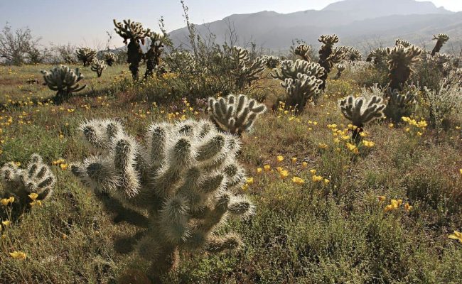 أسماء نباتات تعيش في الصحراء