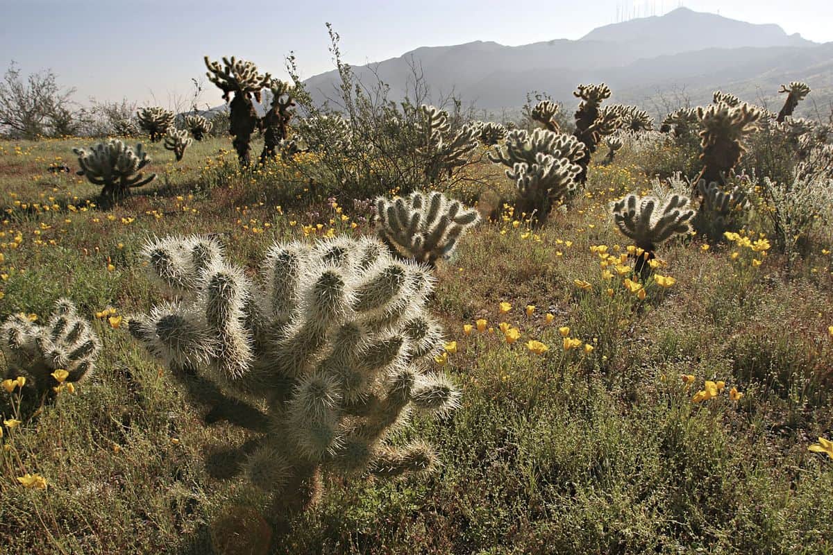 ما الصوره التي تظهر نباتات شائعه في الصحراء