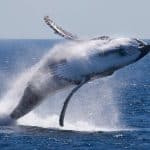 ما هي فوائد عنبر الحوت؟