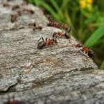 ما هو أفضل مبيد حشري للنمل؟