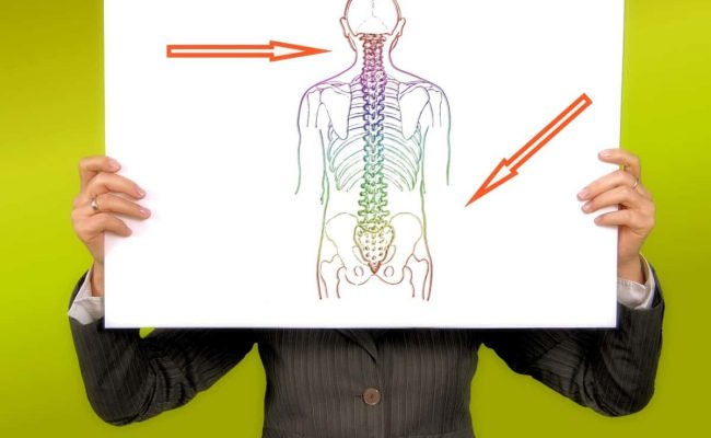 كم عدد فقرات العمود الفقري في جسم الانسان وطريقة تقسيمهم مجلة البرونزية