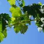 أهم فوائد ورق العنب