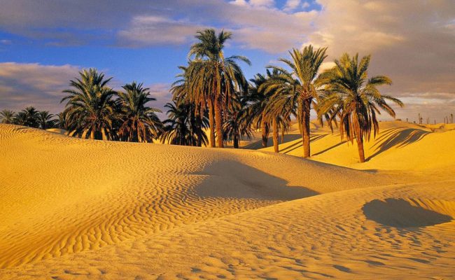 نباتات تنبت في الصحراء العربية