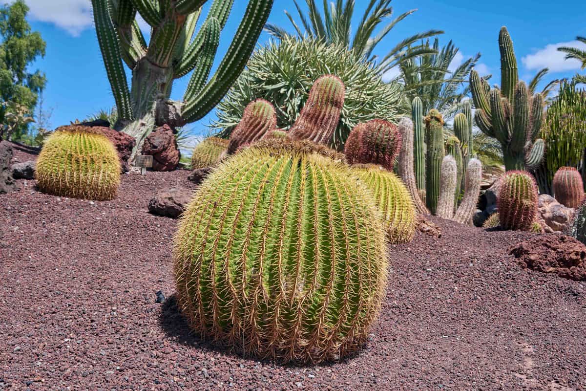 صور نباتات تعيش في الصحراء