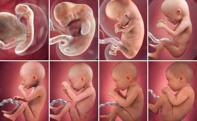 ماهي مراحل تطور الجنين