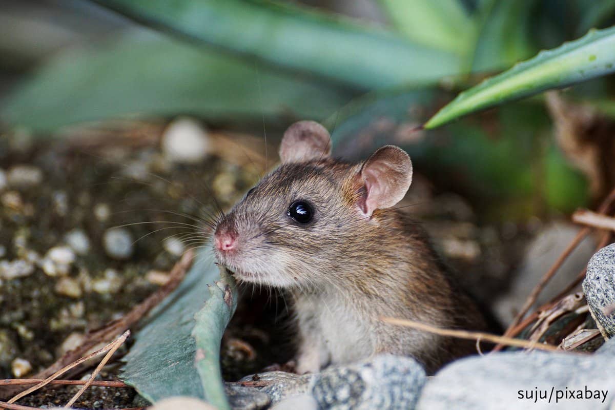 تفسير الفأر في المنام مجلة البرونزية