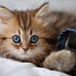 اجمل صور قطط من حول العالم