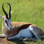 الفرق بين الظبي والغزال