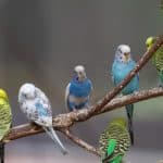 الفرق بين ذكر وأنثى طيور الحب