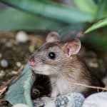 تفسير الفأر في المنام