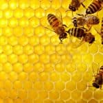 طريقة استخدام حبوب لقاح النحل
