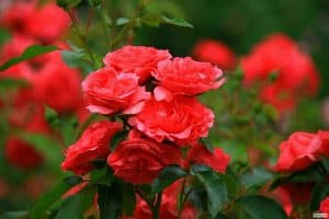 أجمل ورود طبيعية صور ورود وزهور روعه 