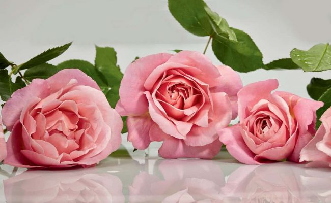 أجمل ورود طبيعية صور ورود وزهور روعه