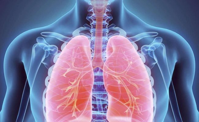 مكونات الجهاز التنفسي عند الانسان