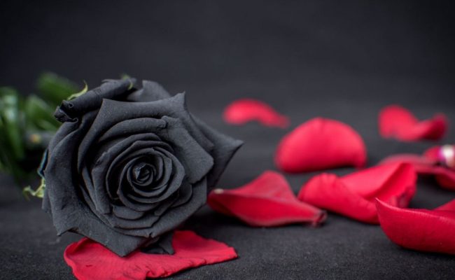 احدث صور الورد الاسود صور وردة سوداء