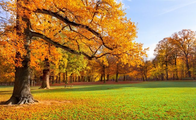 صور اوراق شجر الخريف صور ورقات شجر الخريف