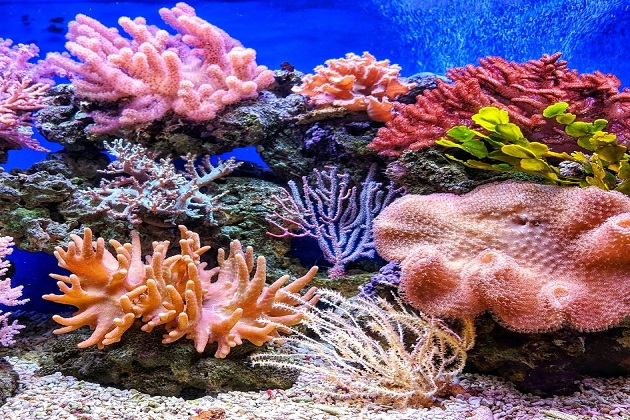 الشعاب المرجانية نظام بيئي قوي لا يتأثر بالتغيرات البيئية صواب أم خطأ 