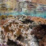 الشعب المرجانية تتكون من تجمع المرجان على شواطئ البحار مكونة شكلا جميلا