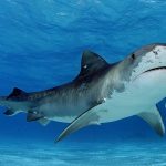 العلاقة بين سمك الريمورا و القرش