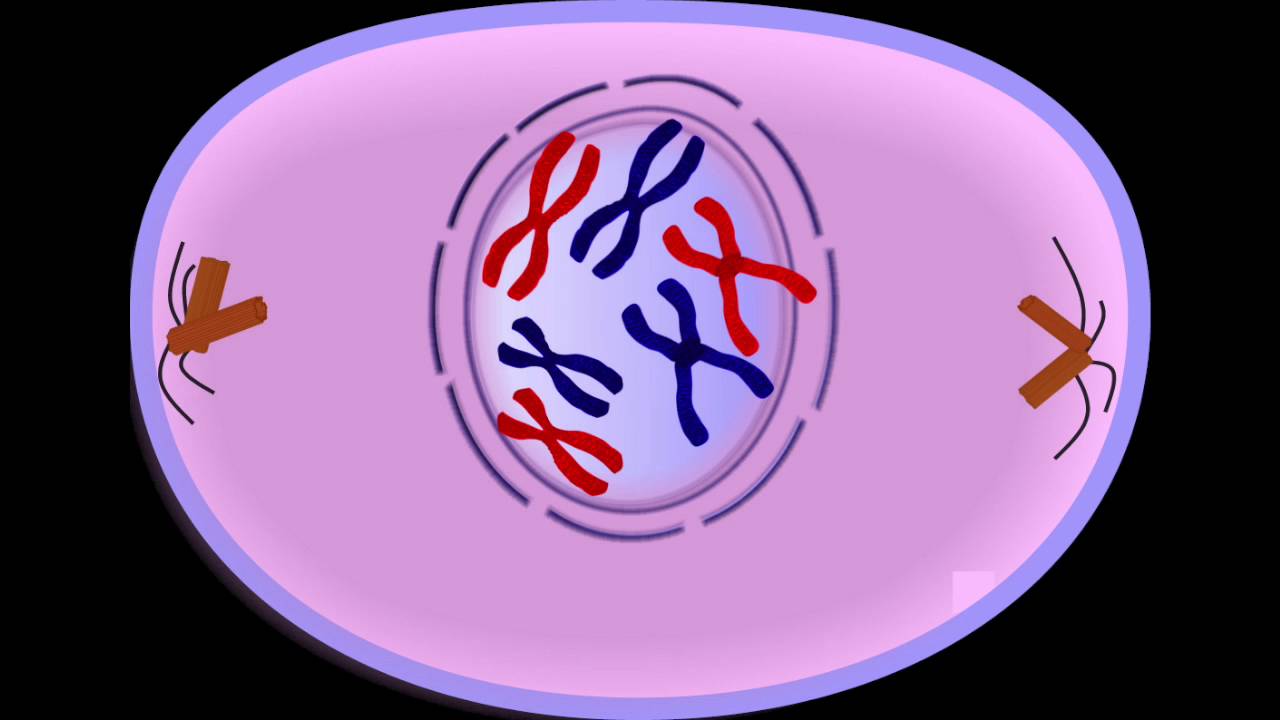عدد الخلايا الناتجة من الانقسام المتساوي