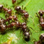 يعيش النمل المقاتل في المناطق 