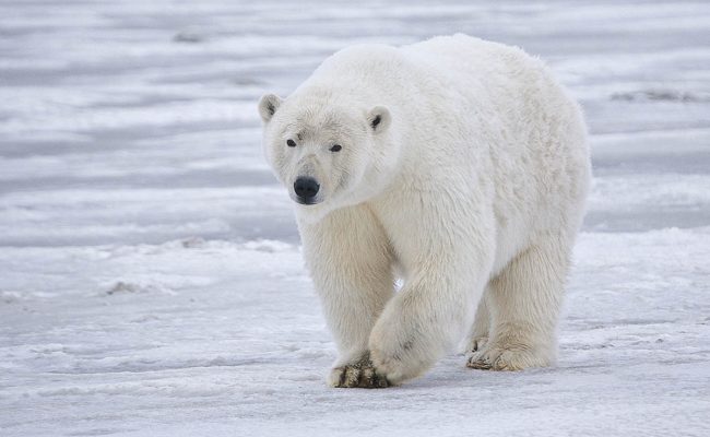 أمثلة على تكيف الحيوانات في المناطق الباردة