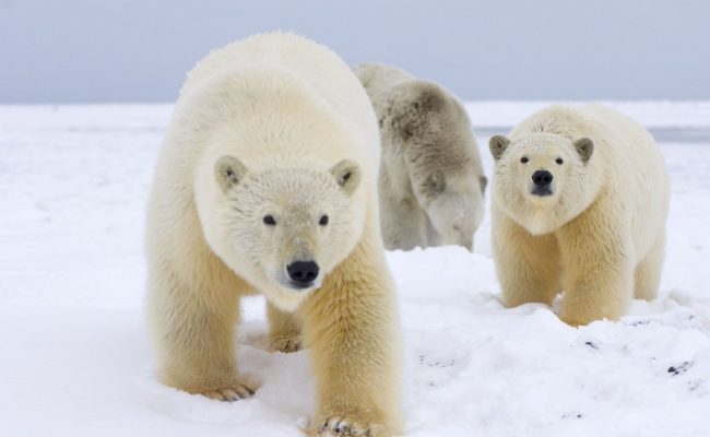 تكيف الدب القطبي في الجليد