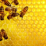 12 نوع من أفضل أنواع خلايا النحل ومقاساتها