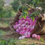 هل تعلم عن الورد الطائفي أبرز 10 معلومات عن ورد الطائف