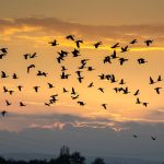 جدول هجرة الطيور 1445 وما هي أسباب هجرة الطيور