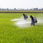 ما هي محاذير رش المبيدات الزراعية